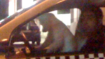 Ce nebunie! N-ai sa ghicesti niciodata ce animalut conducea masina unui taximetrist bucurestean! Ti se pare dragalas sau periculos?