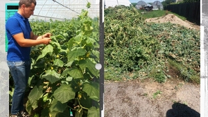 Fermierii din Dolj își aruncă la gunoi castraveții, decât să îi dea pe un preț de nimic