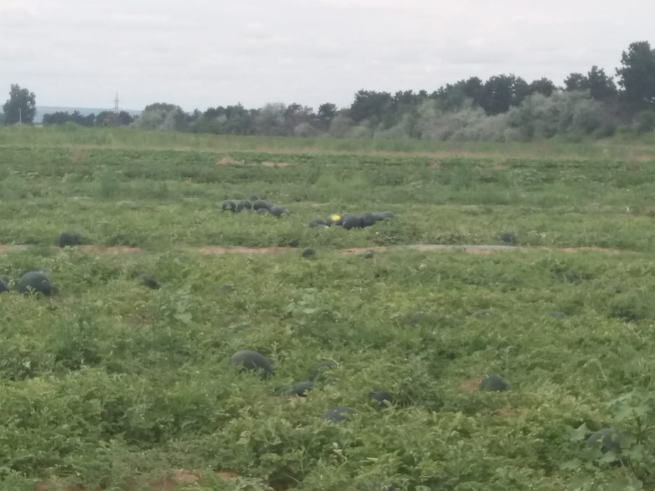 Agricultorii se plâng că nu își vor scoate nici măcar investiția