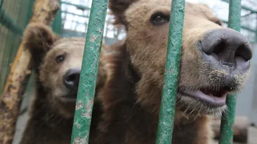 Ursul lui Nutu a ajuns sub bisturiul medicilor! Baloo a fost operat la gat, apoi castrat!