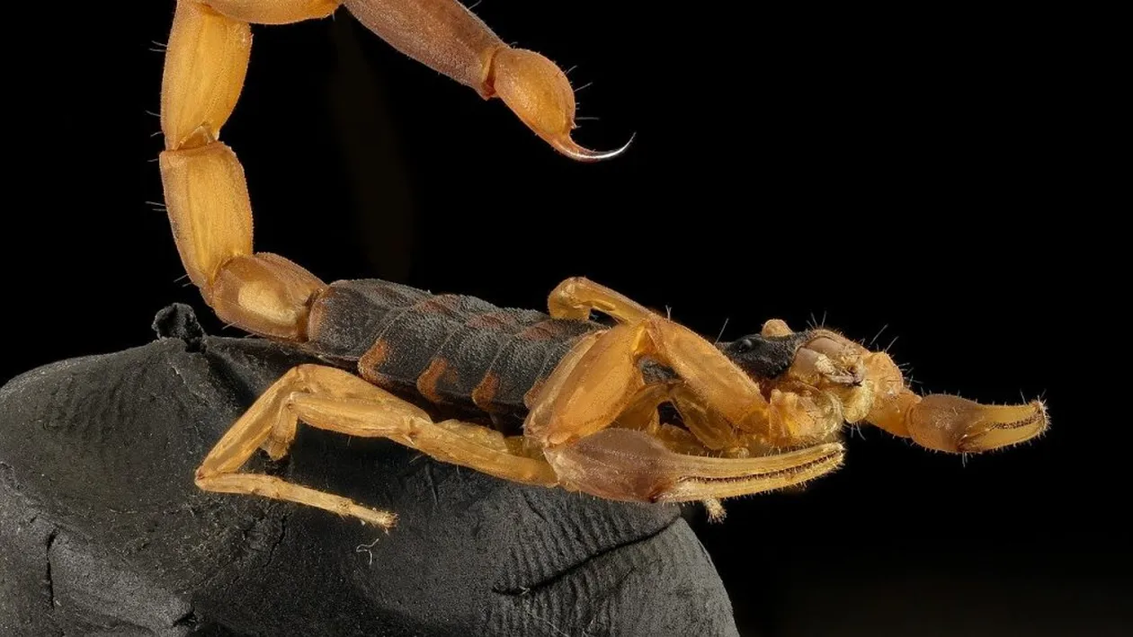 Horoscop zilnic: Horoscopul zilei de 9 iulie 2020. Scorpionii au noroc în dragoste