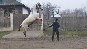 Tragedie în Vaslui! O femeie a fost ucisă de un cal!