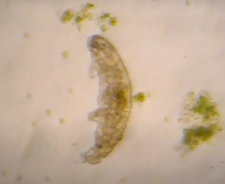 micuțul urs de apă. Sursă: YouTube 