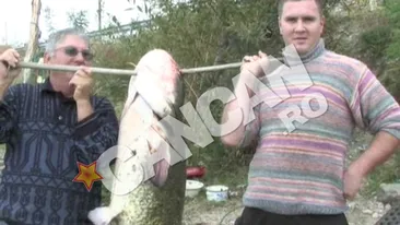 VIDEO Nu e poveste pescareasca! Doi barbati au prins un somn de peste 50 de kilograme! Vezi cum arata Monstrul din Dunare!