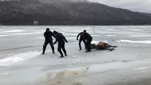 Imagini tulburătoare! Pompierii încearcă să salveze un cerb căzut într-un lac înghețat din Brașov! VIDEO