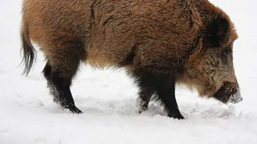 Un porc mistret a incercat sa intre in Prefectura din Braila!