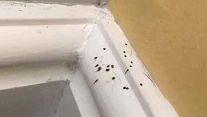 FOTO | O femeie, terifiată după ce descoperit mai multe puncte pe suprafețele din casă