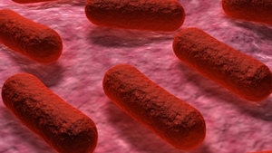 Bacteria E.coli face noi ravagii! Un grup de 17 persoane au fost infectate dupa ce au mancat intr-un restaurant din Germania