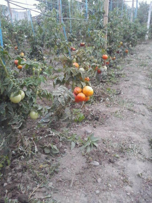 Legumele sunt cultivate în grădina familiei