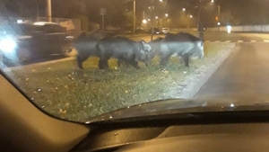 Șapte mistreți au ieșit la plimbare pe străzile unui cartier din Craiova
