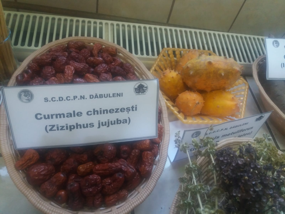 Cercetătorii au apelat la culturi exotice pentru a valorifica solul nisipos din zonă