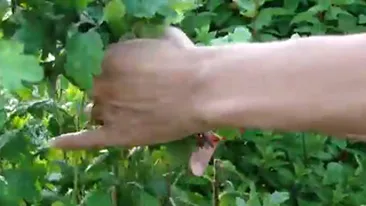 Crizantema, o planta-surpriza