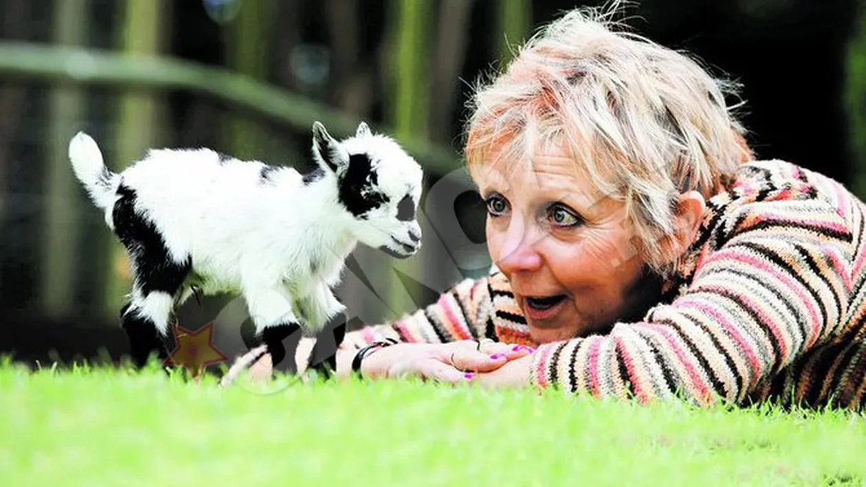 Sunt cei mai mici si mai dragalasi iezi din lume!