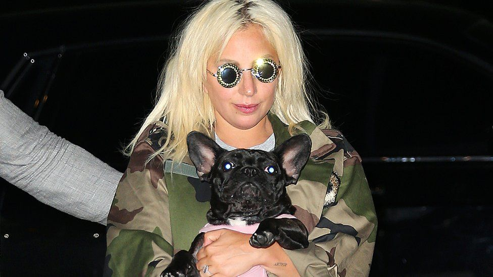 Lady Gaga, recompensă de jumătate de milion de dolari pentru cei doi câini ce i-au fost furați! Bărbatul care avea grijă de patrupede a fost atacat