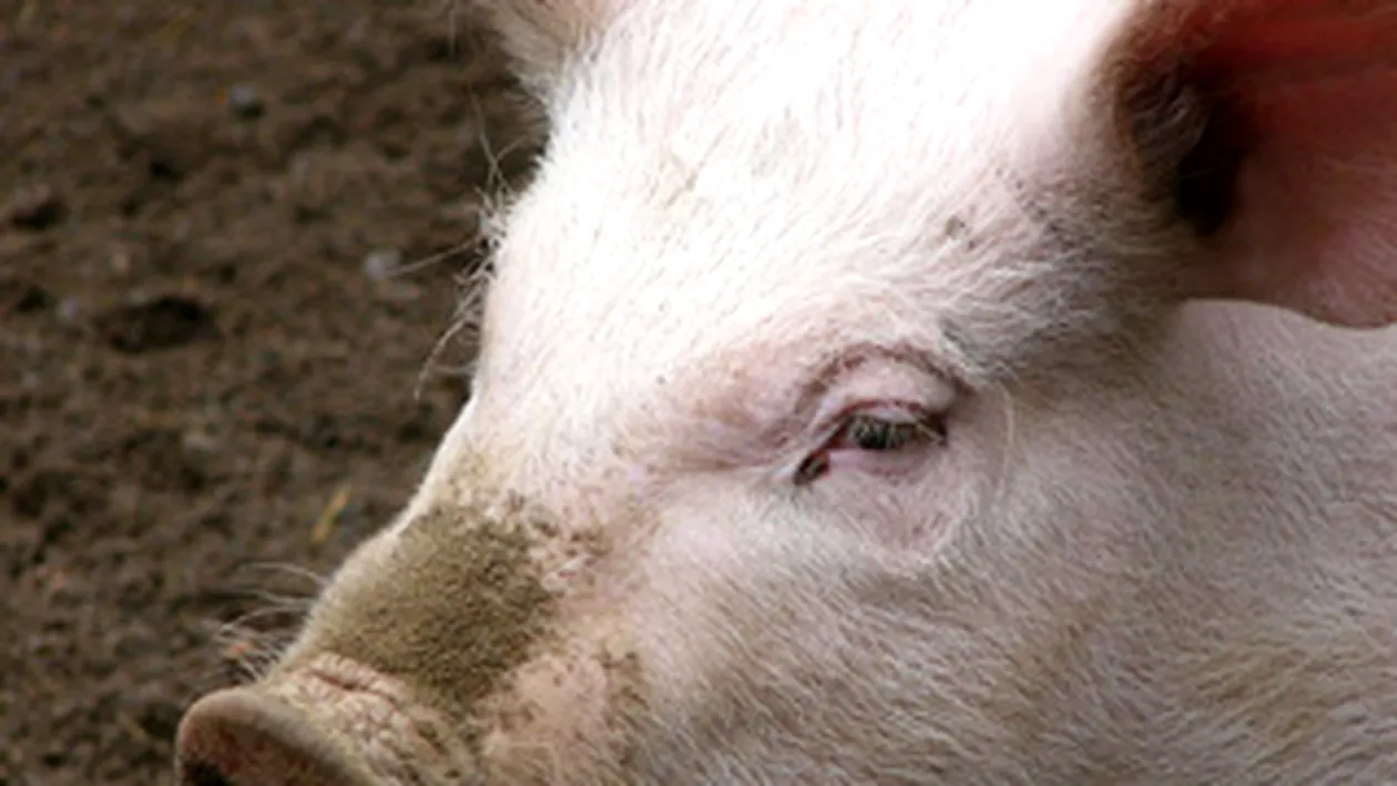 Razbunarea porcului! Animalul si-a omorat proprietarul chiar cand incerca sa-l sacrifice - Afla cum a fost posibil!