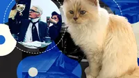 Pisica-moștenitoare a lui Karl Lagerfeld are menajeră, stilist personal și doarme pe haine de lux! Choupette nu acceptă comenzi și trăiește ca o divă!