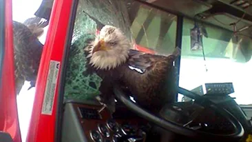 Vulturul a aterizat...pe parbriz