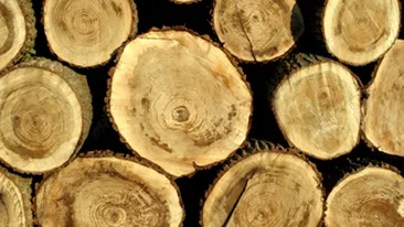 Peste 1.800 de metri cubi de lemn taiat ilegal, confiscat de politistii din Alba