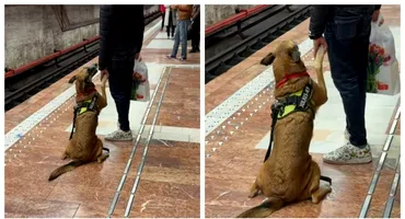 Filmarea VIRALĂ cu acest Ciobănesc german la metroul din Capitală i-a topit pe internauți: ”Îmi vine să plâng!”