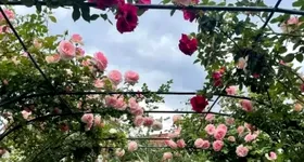 Galerie foto - poza 1