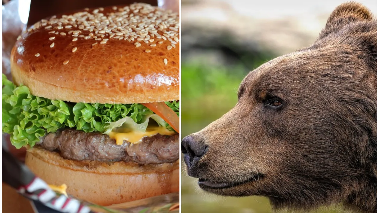 Nu e o glumă! Cât costă un burger de urs, de 450 de grame, în Brașov
