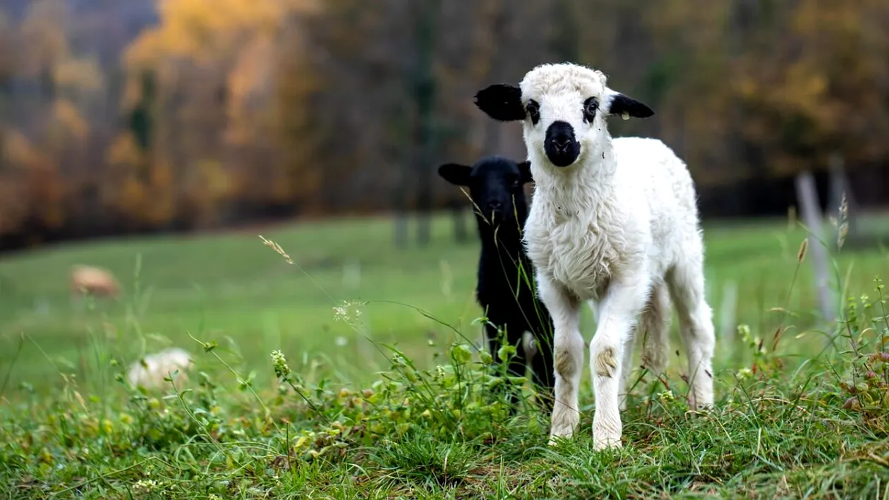 Cât a ajuns să coste un kilogram de carne de miel, cu aproape o lună înainte de Paște: ”Prețul a urcat considerabil!”