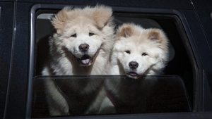Regulă pentru românii care au animale de companie. Ce trebuie să știe stăpânii de câini