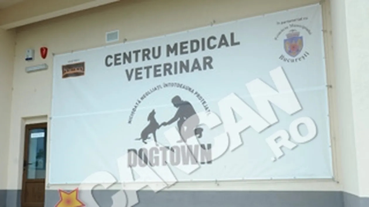 Ziua Portilor Deschise la Centrul de protectie a cainilor fara stapan Dogtown