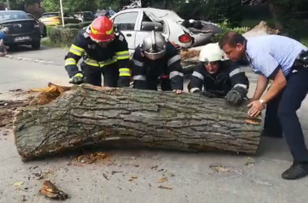 Trei dintr-o lovitură! Un copac imens s-a prăbuşit în această dimineaţă într-o parcare din Argeş peste trei maşini staţionate în zonă. VIDEO