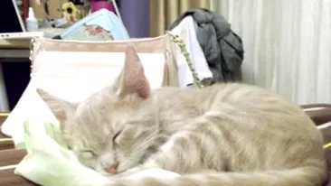 Blondele sunt innebunite dupa pisoi