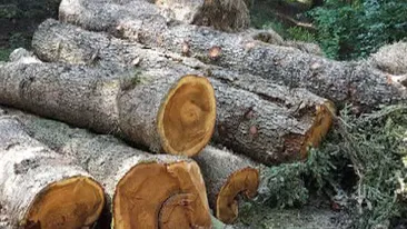 Defrişări la Sinaia în Parcul Natural Bucegi