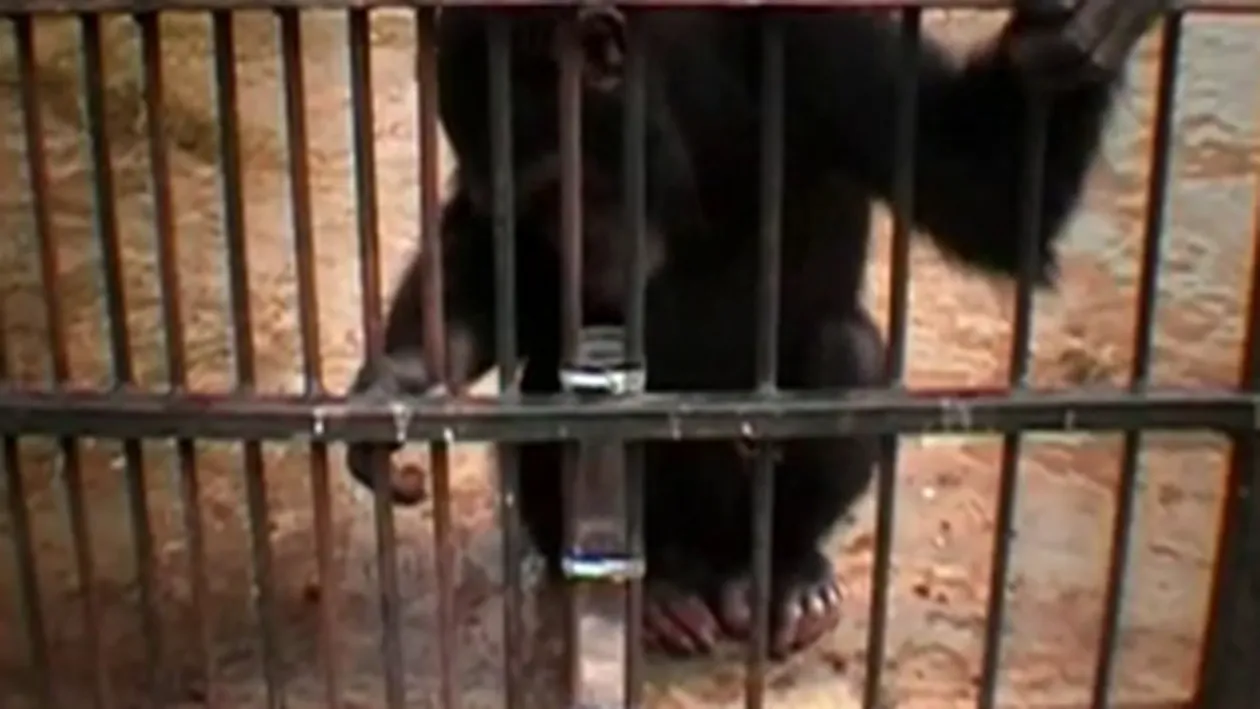 Fabula lui Esop, rezolvata de cimpanzei! Maimutele au fost mai rapide decat niste copii!