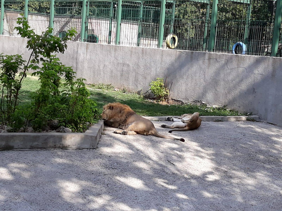 Regim special de caniculă pentru animalele de la zoo