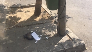 Cum s-a răzbunat o femeie pe un bucureștean care și-a aruncat gunoiul în mijlocul străzii. Acum îl va ști o țară întreagă