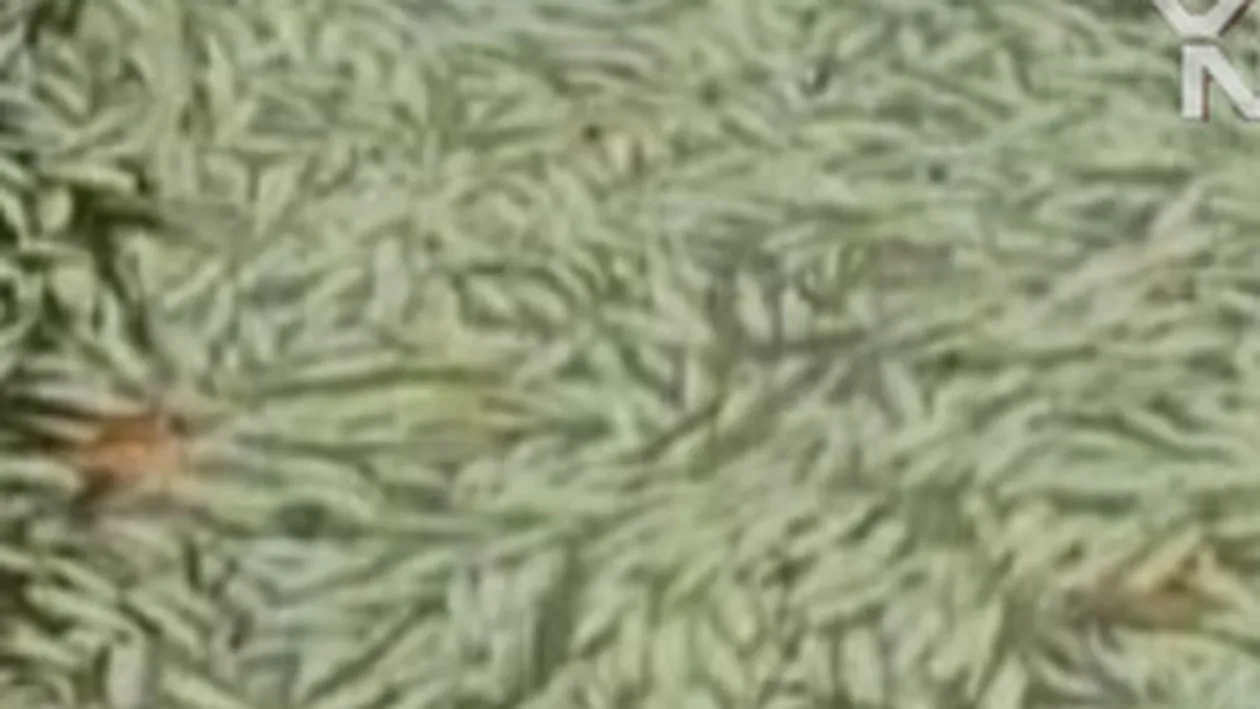 VIDEO Mii de pesti morti pe coasta Braziliei! Nimeni nu stie ce i-a ucis