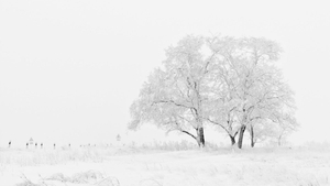 Iarna nu se dă bătută! Avertizare meteo de ninsori și ger în întreaga țară!