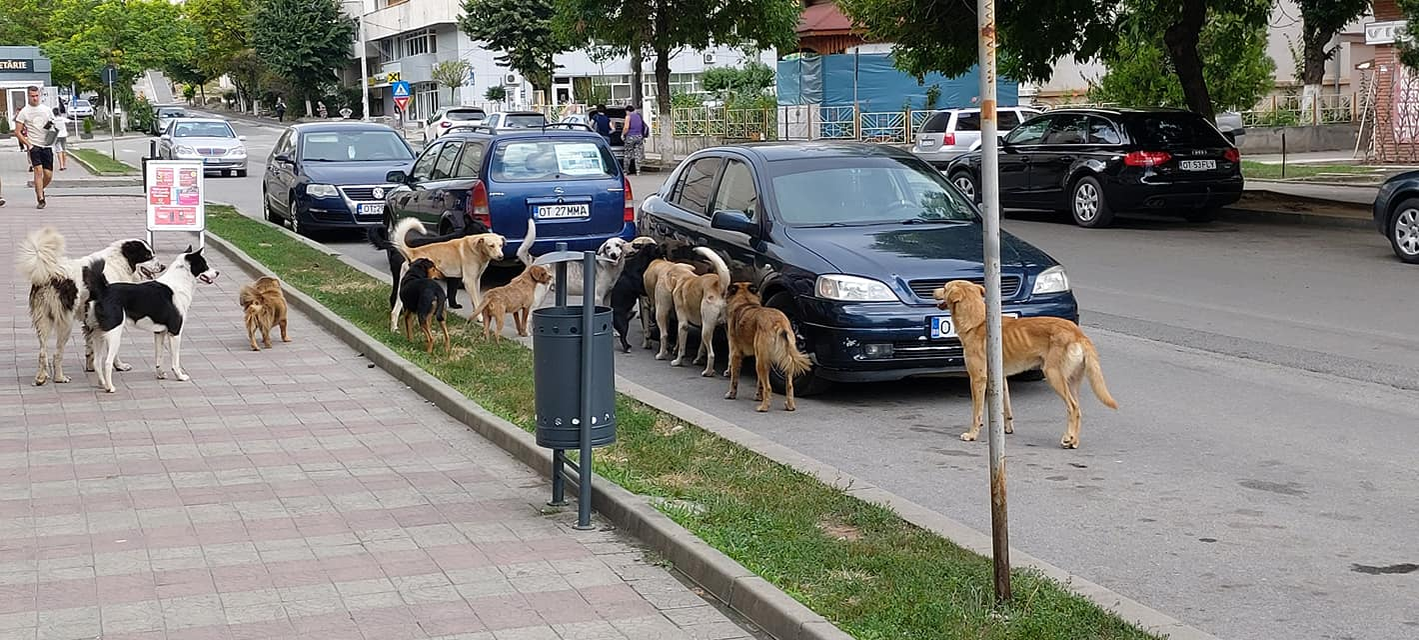 Câinii vagabonzi au pus stăpânire pe străzile din Caracal