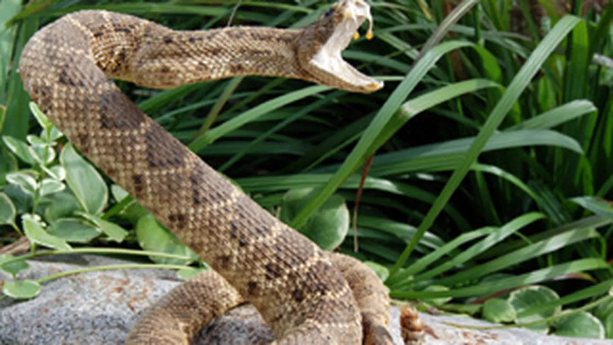 Sarpele gasit intr-o scara de bloc este al unei fete de 24 de ani