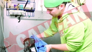 Coafor ambulant pentru caini