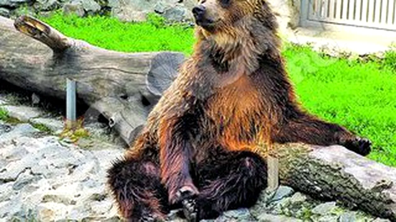 Disperare la Zoo din Timisoara! Ursul Martin, prea activ sexual