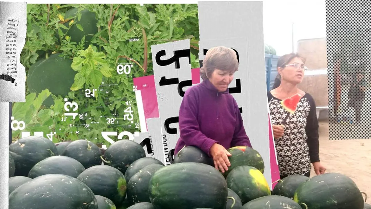 Pepenii de Dăbuleni, înjumătățiți de grindină, abia acum ajung pe piață. Fermierii se plâng că nu își acoperă nici cheltuielile. Au fost ploi acide şi...