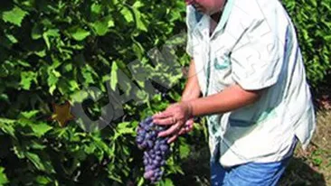 Productie-record la struguri