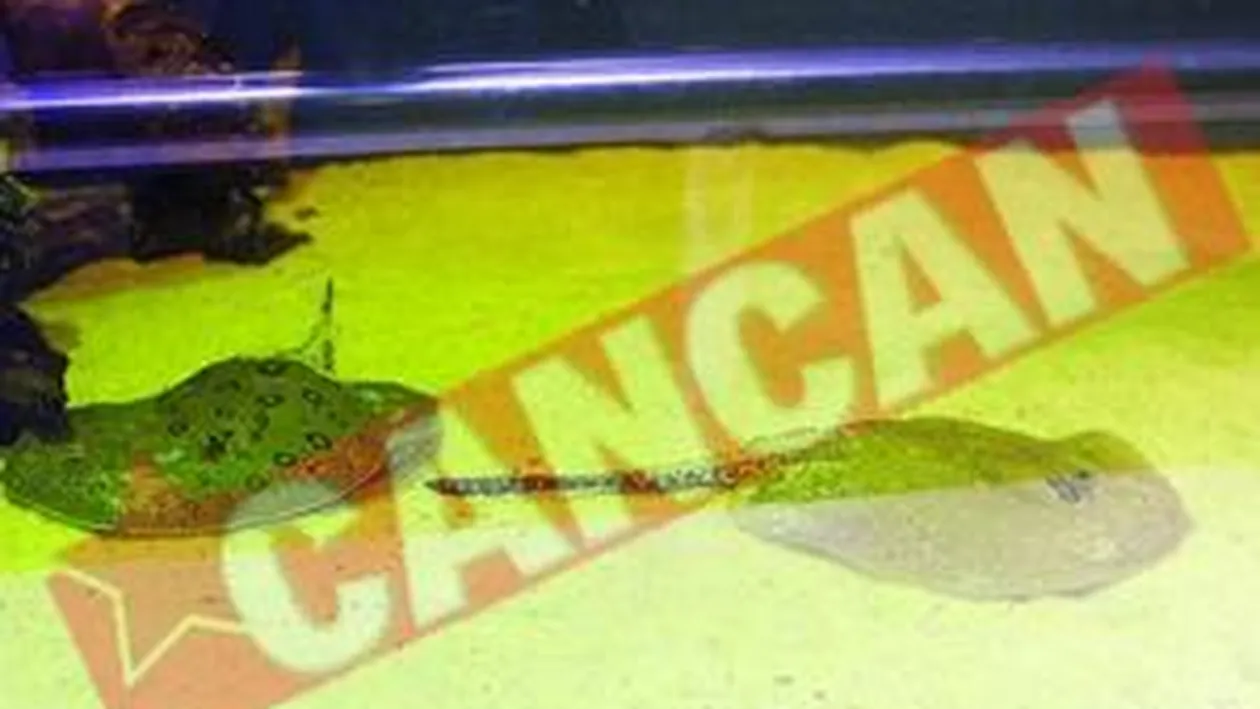 Acvarii cu pisici de apa dulce Si raci albastri, la Zoo Baneasa