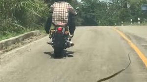 Acest motociclist a fost atacat de către un şarpe care parcă „zboară“ spre el, iar imaginile au devenit virale instant! 