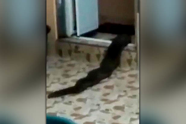 S-au trezit în casă cu un monstru! Oamenii au pus rapid mâna pe telefon şi au filmat, iar imaginile înfricoşătoare au devenit rapid virale