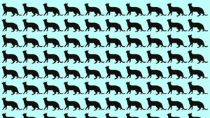 Test IQ | Numai 1% din români depistează pisica ciudată în doar 5 secunde!
