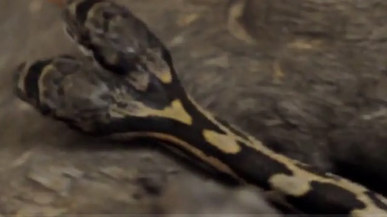 VIDEO - Descoperire uluitoare! Un fotograf a găsit în sălbăticie un şarpe cu două capete. Ce a urmat este cel puţin ciudat 
