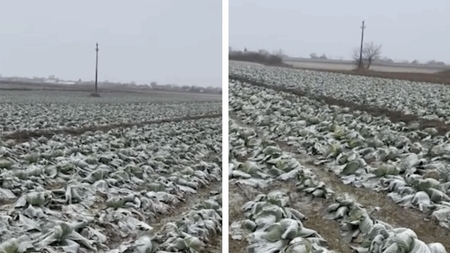Anunțul unui fermier din Satu Mare a devenit viral! Își donează toată varza de pe câmp