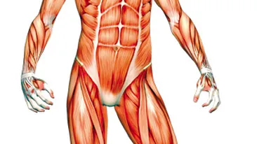 Curiozitati despre corpul uman