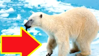 Ceva neașteptat se întâmplă cu URȘII POLARI